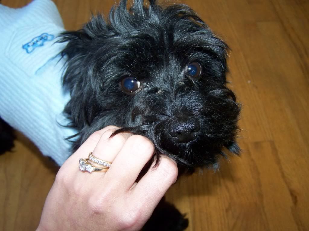 Chicken herder! BackYard Chickens Learn How to Raise Chickens